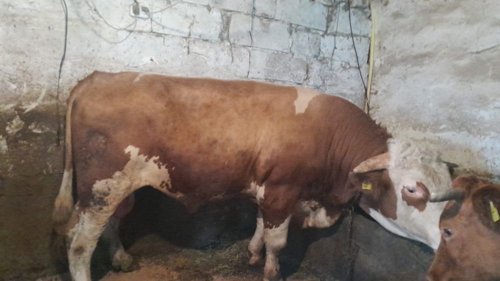 Vand taur varsta 2 ani si 7 luni 930-960kg