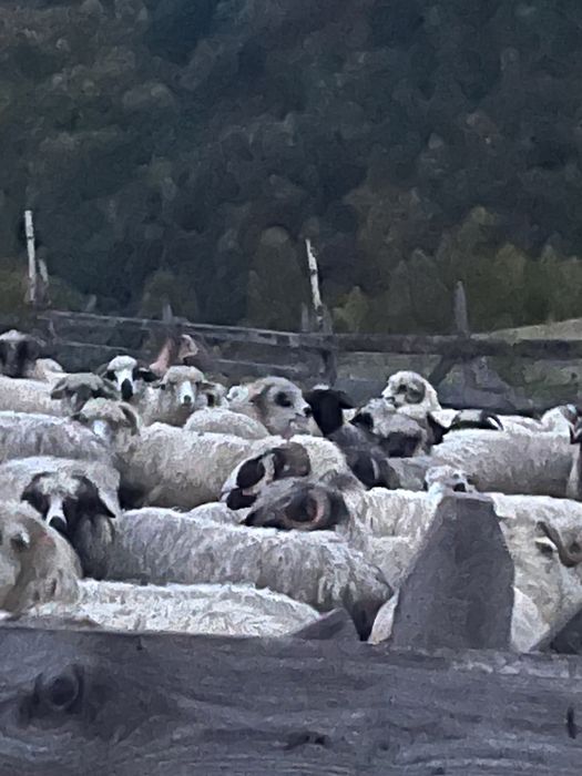 Vand 20 de oi pe ales