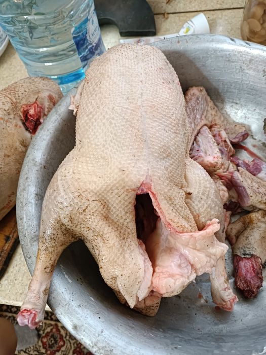 Гусь домашний жирный