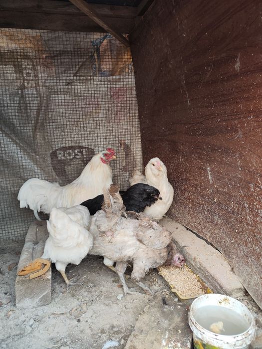 Куры петух 5+1 Амераукана