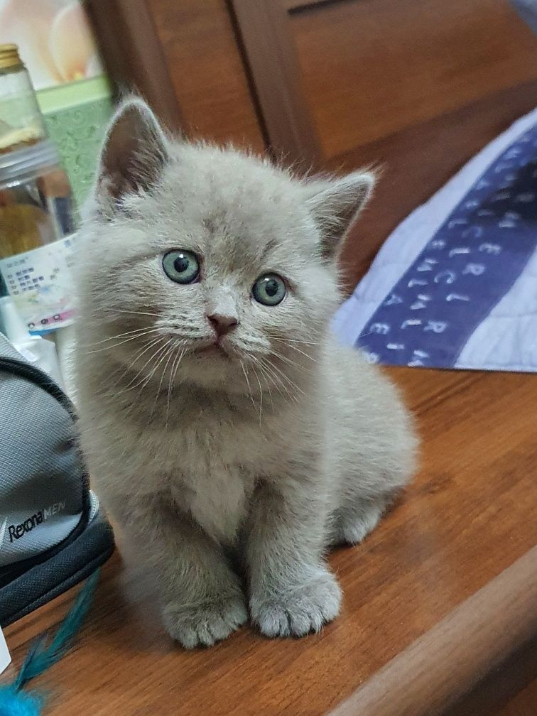 Готовые котята британской породы