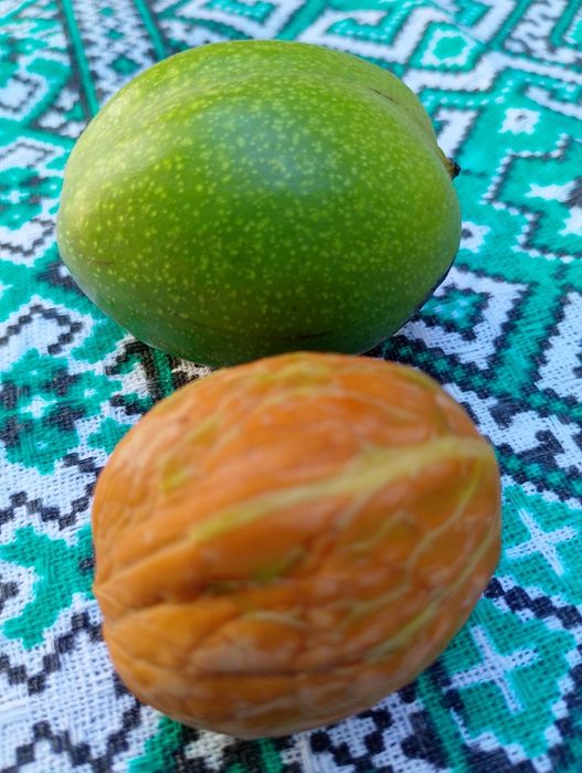 Nuci verzi nuci în coajă