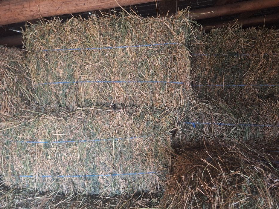 Vând baloti de lucernă