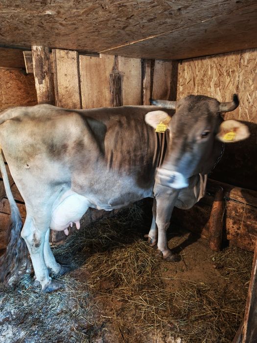 Brună de Maramureș