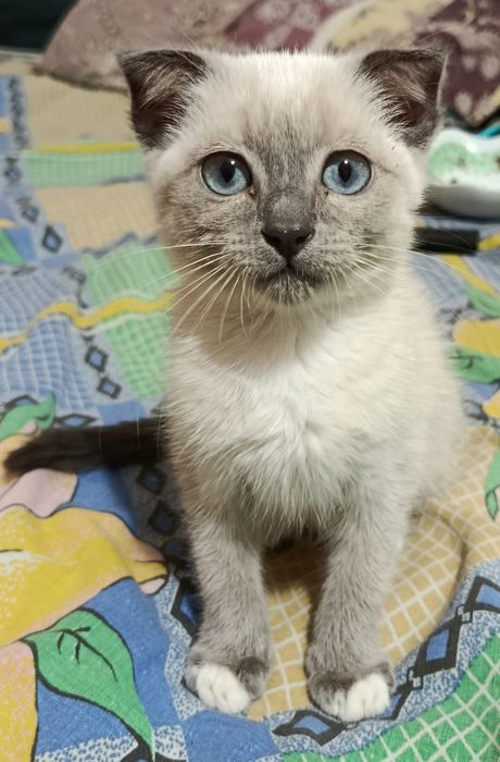 Отдам котенка 2 5месяца ,девочка