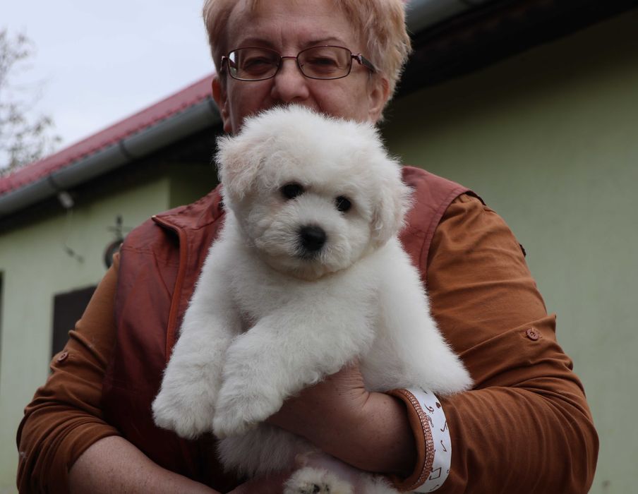 Bichon Frise cu pedigree FCI