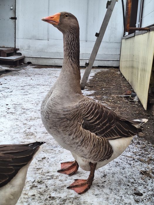 Продам статного молодого гусака