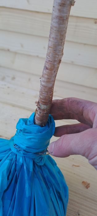 Mesteacan plangator betula youngii 140-150 cm, trimitem în toată tara