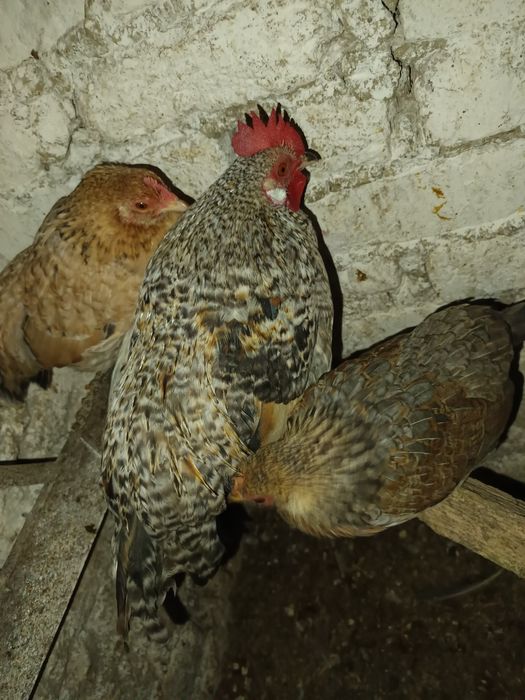 Vând cocoși pitici sau pereche