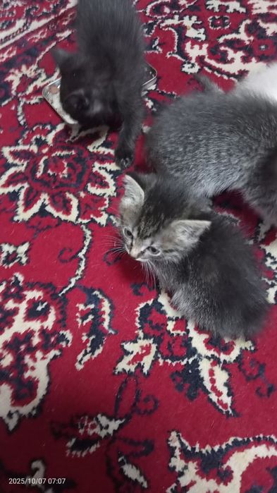 Отдам даром котят