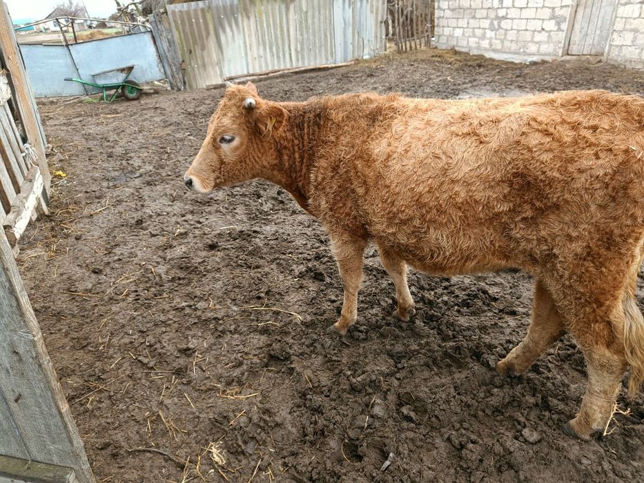 қолдануға қашар сатылады