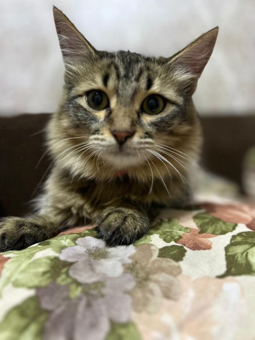 Котенок