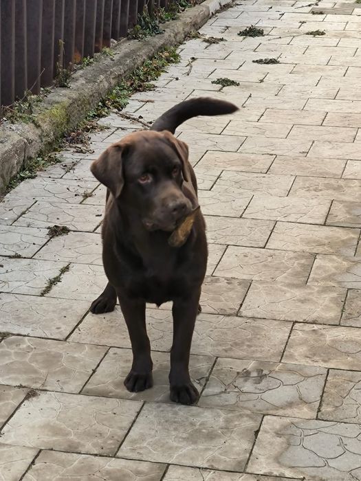 Продам лабрадора девочка