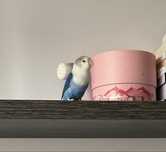 Papagal Agapornis [Amorez, Lovebird]