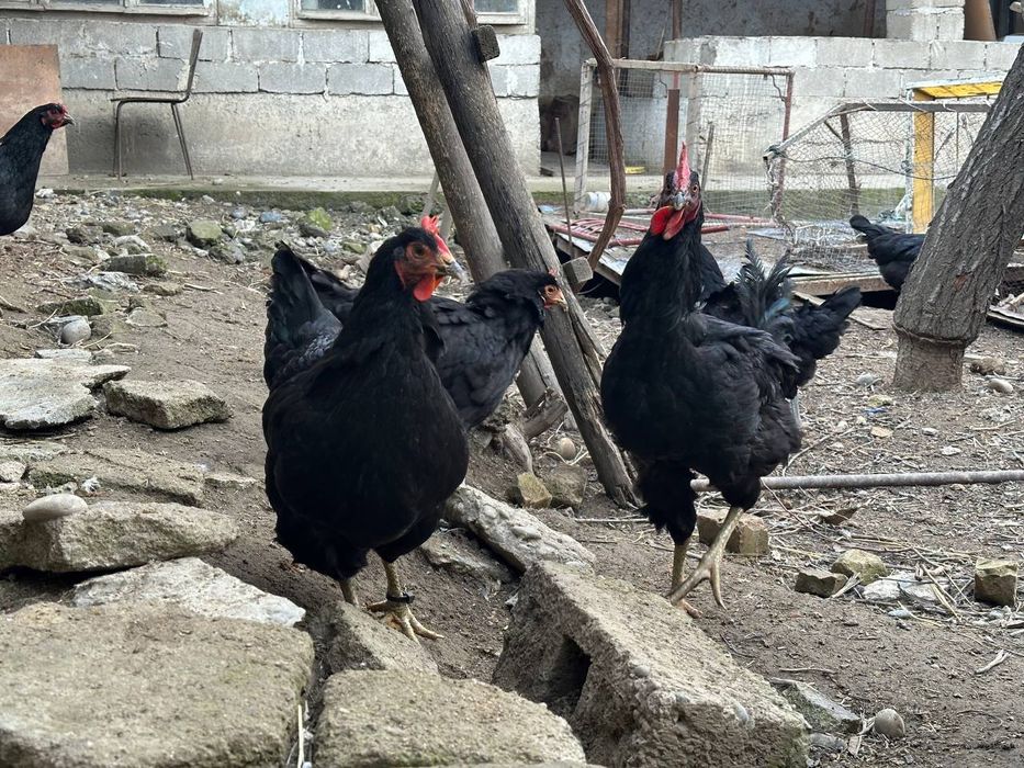 Qora wagzoda tuxumlar