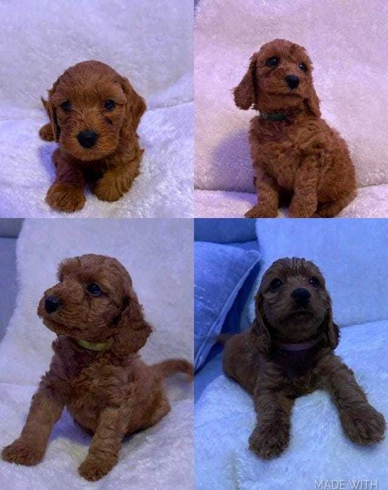 Căței adorabili de Cavapoo Fox Red