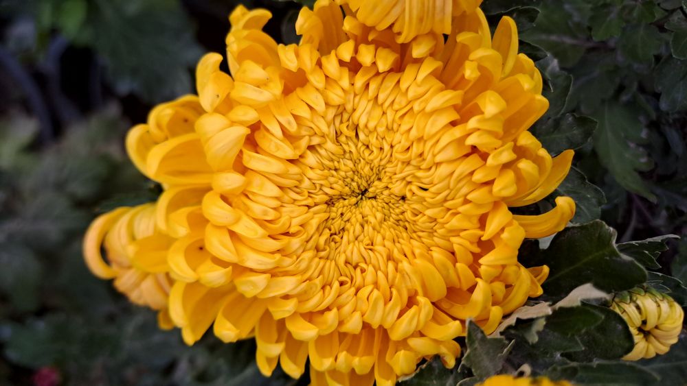 Цветы хризантема