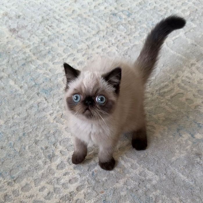 Екзотична късокосместа колорпойнт