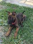 Donez cățel malinois