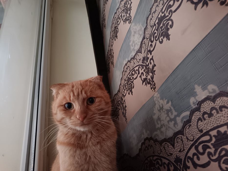 erkak mushuk syamskiy sotiladi