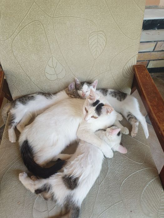 Mushuk hadiyaga beriladi