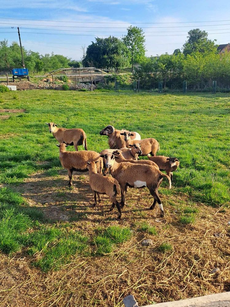 Vand oi ,2 oi ,un mielut si un berbecutii !