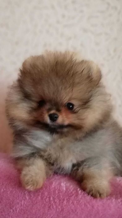 Pui Pomeranian talie mica