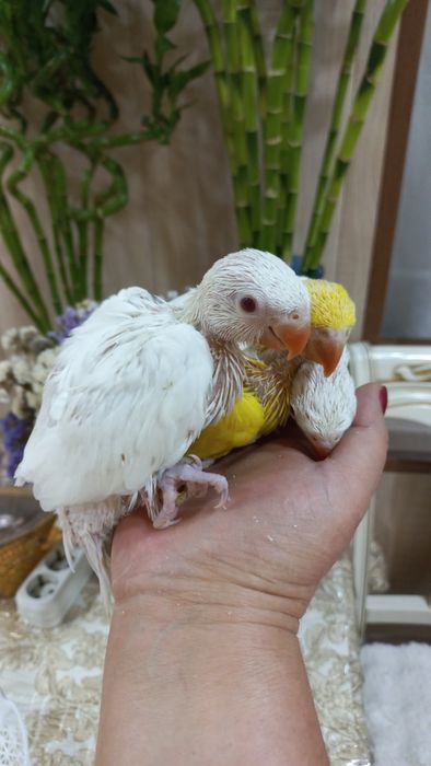 Продаются птенцы Ожирелового попугая.