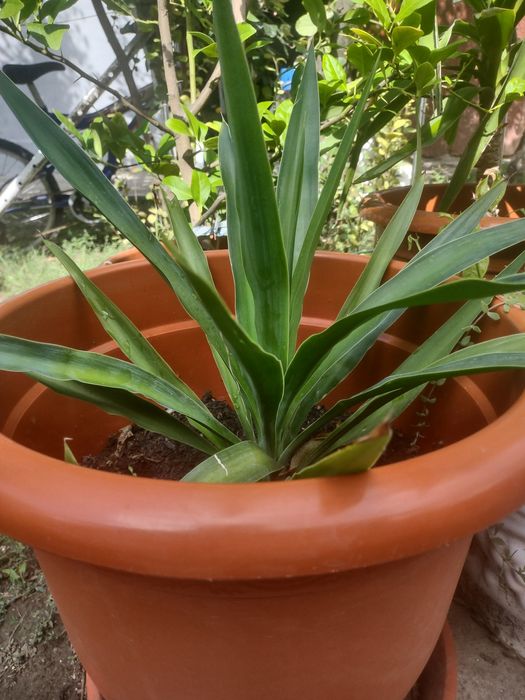 Yucca de vânzare
