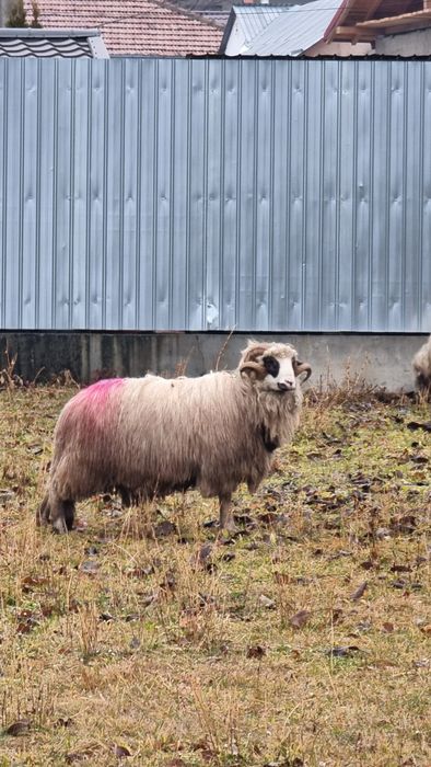 Vând berbec de 3 ani