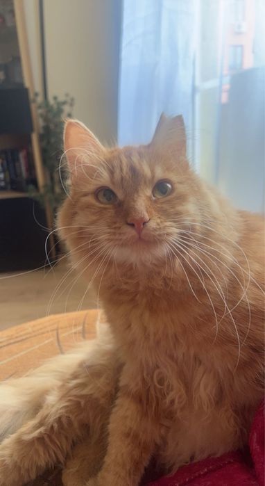 Подарям донашна котка