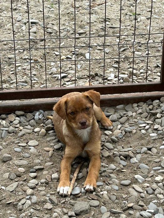 Donez pentru căței abandonați – Căutăm și alți oameni cu suflet