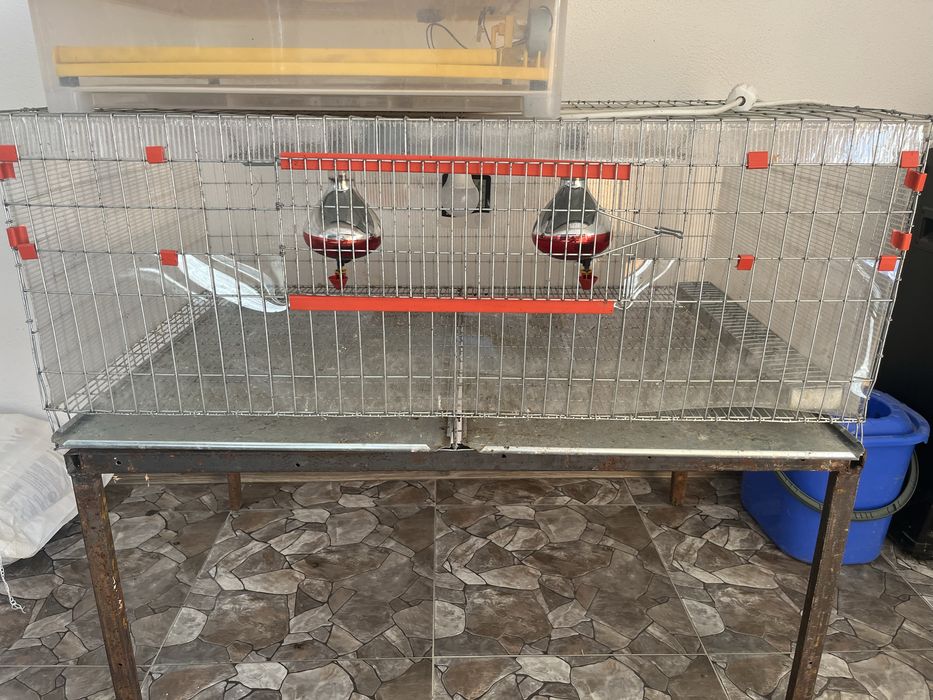 Maternitate pui de prepelita