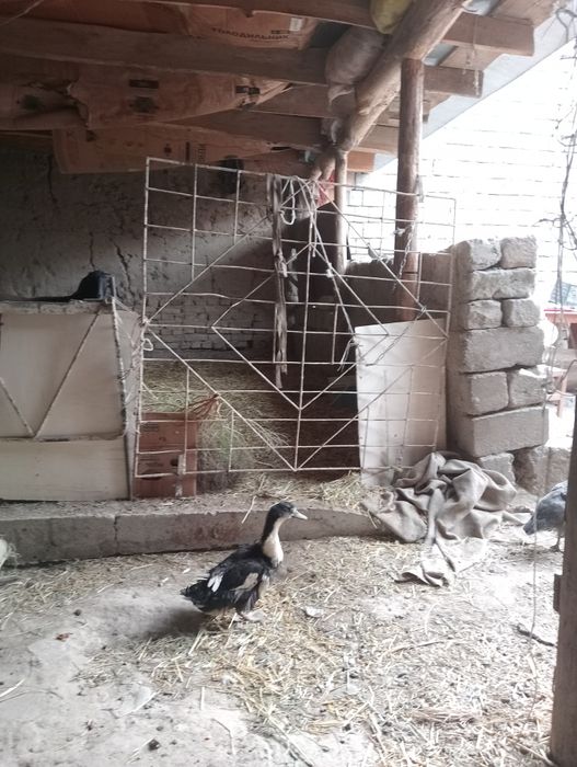 Urdak sotiladi oladigan