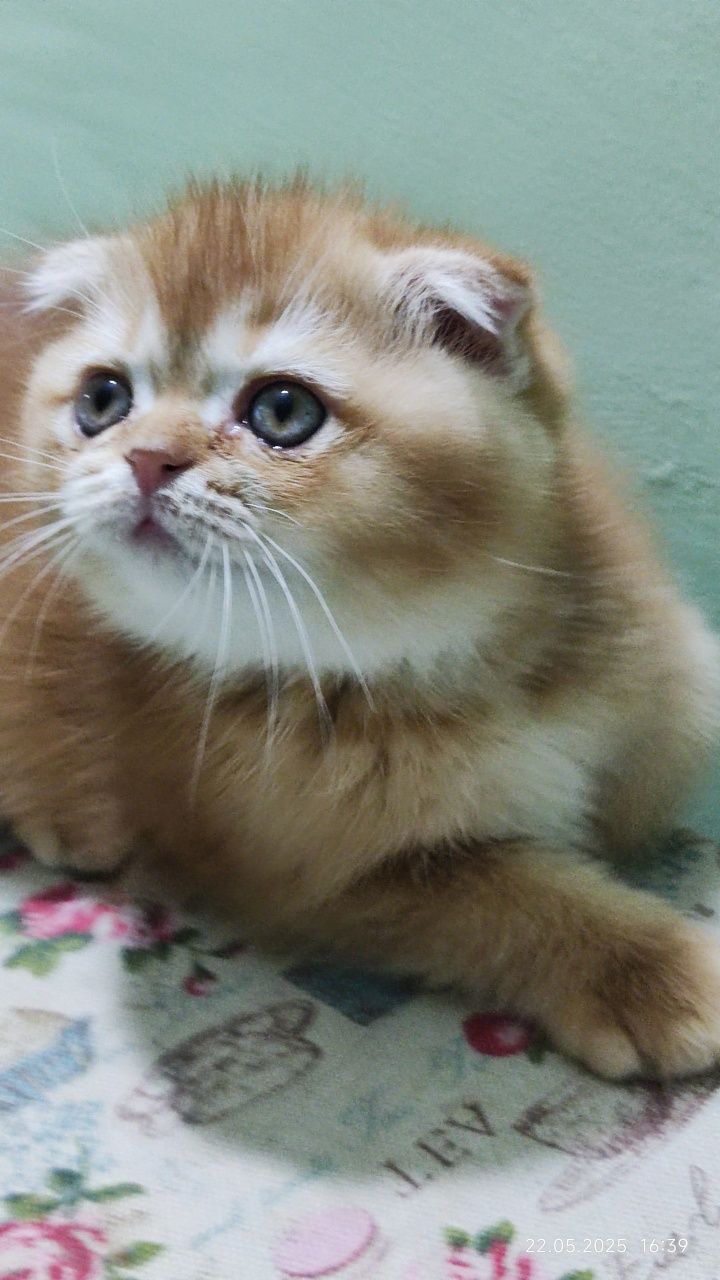 Котенок скотиш фолд