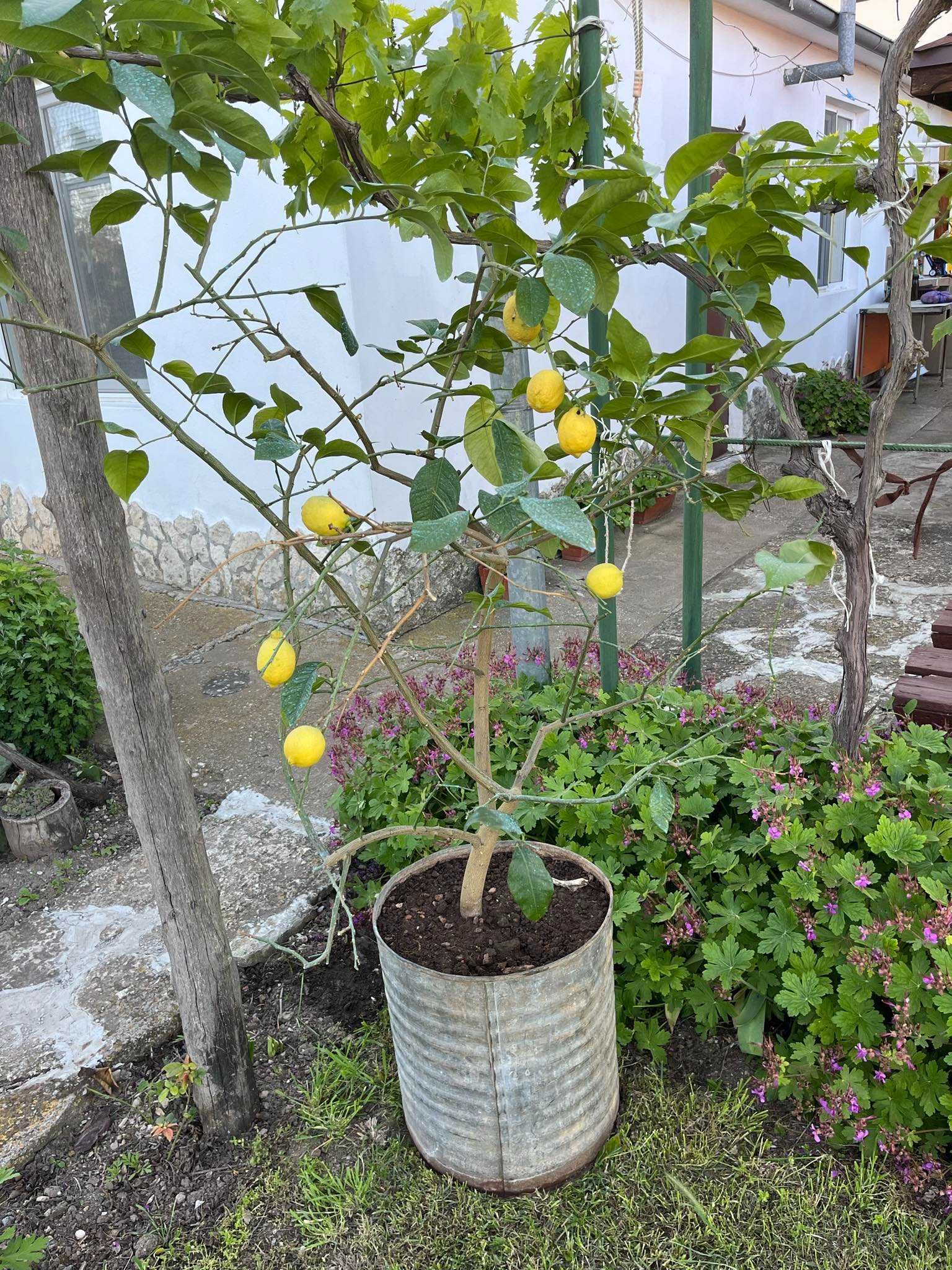Продавам лимоново дръвче  -около 170 см високо