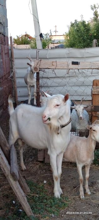 Чистопородный зааненский козел