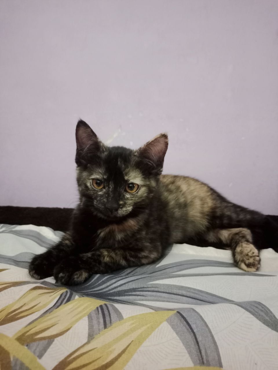 Котенок бесплатно