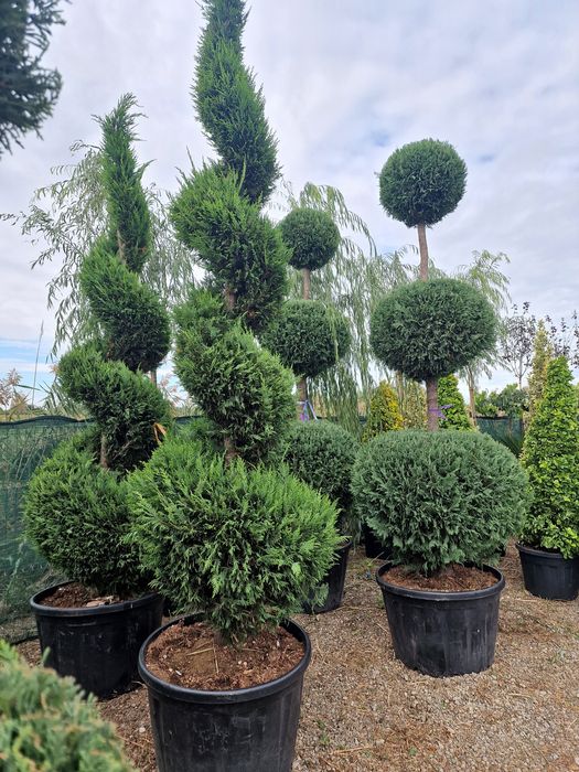 Palmier cycas, trachycarpus fortunei, chamaerops excelsa, bonsai, pon