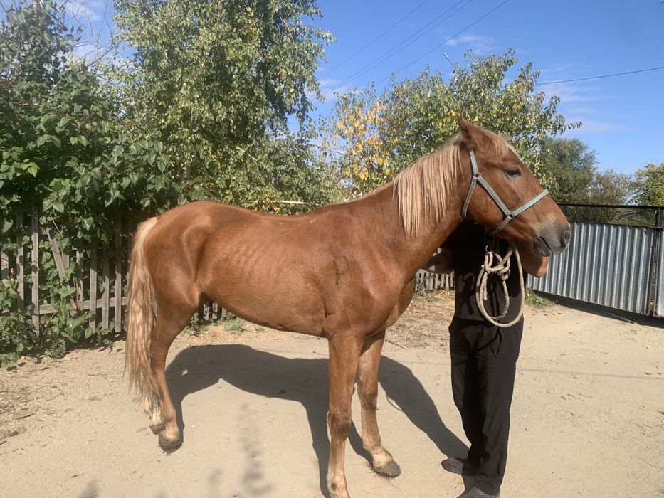 Продам жерибца полукровка