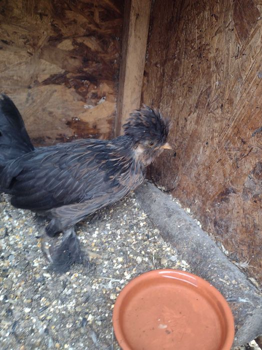 Perechi de găini pitice (pui)