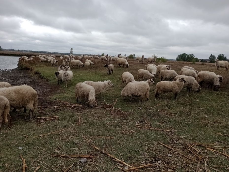 Oi de vânzare,115 bucăți