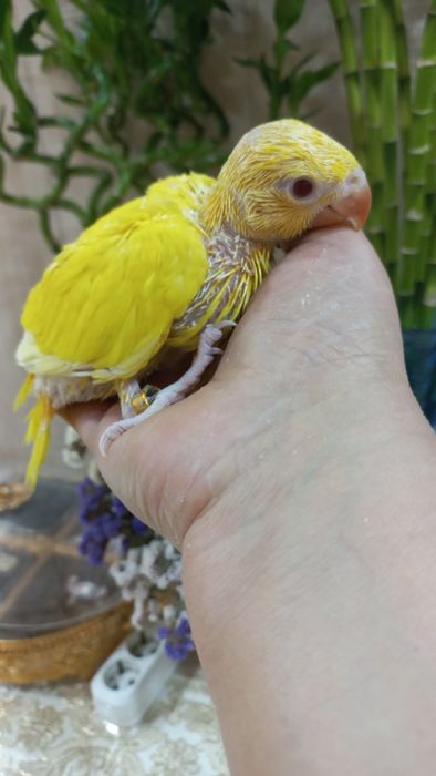 Продаются птенцы Ожирелового попугая.