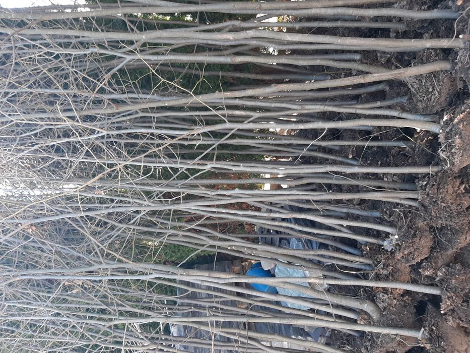 Vindem mesteacăn tei platan stejar frasin etc