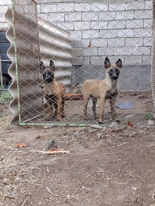 Belgiya avcharka malinuva