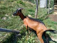 Capra alpina franceza