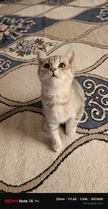 Scottish Straigh ( Dad British Shorthair Shinshilla Mom Scottish Fold)