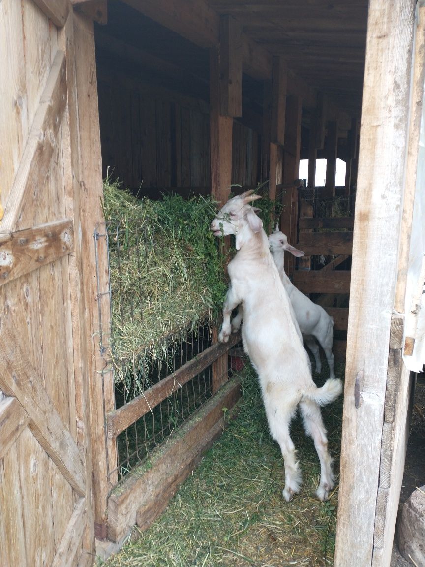 Vând țăpic metis anglonubian, genetică f bună