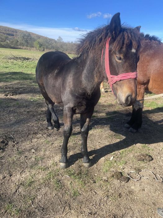 Vând mânza de 6 luni