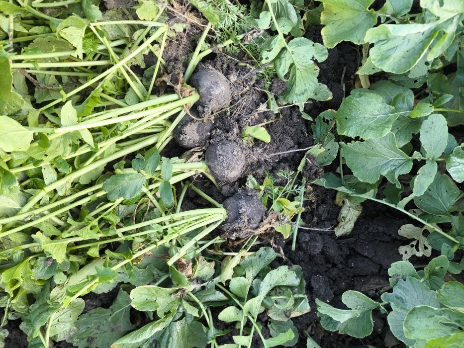 Ridiche neagra cantități mari